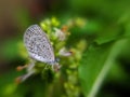 ÃÂ the pale grass blue, is a small butterfly found in South Asia that belongs to the lycaenids or blues family in indian village